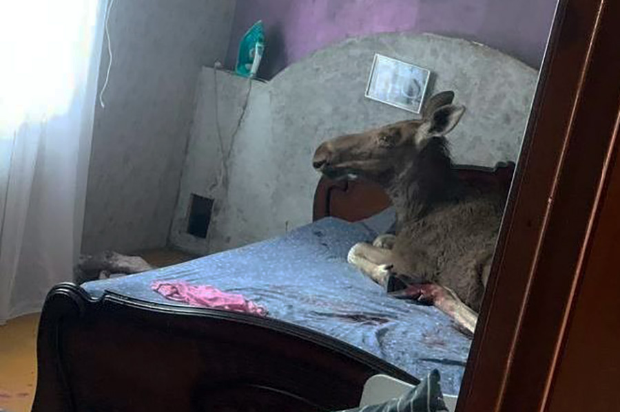 ÐÐ¾ÑÑ, ÑÐºÑ ÑÐ²Ð°ÑÐ²Ð°ÑÑÑ Ñ Ð´Ð¾Ð¼ Ñ ÐÐ°Ð±ÑÑÐ¹ÑÐºÑ, Ð·Ð°Ð³ÑÐ½ÑÑ