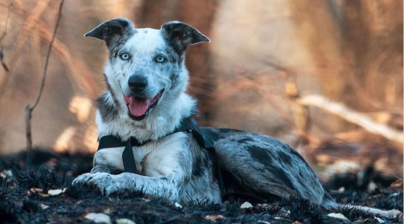 BearTheKoalaDog / Instagram