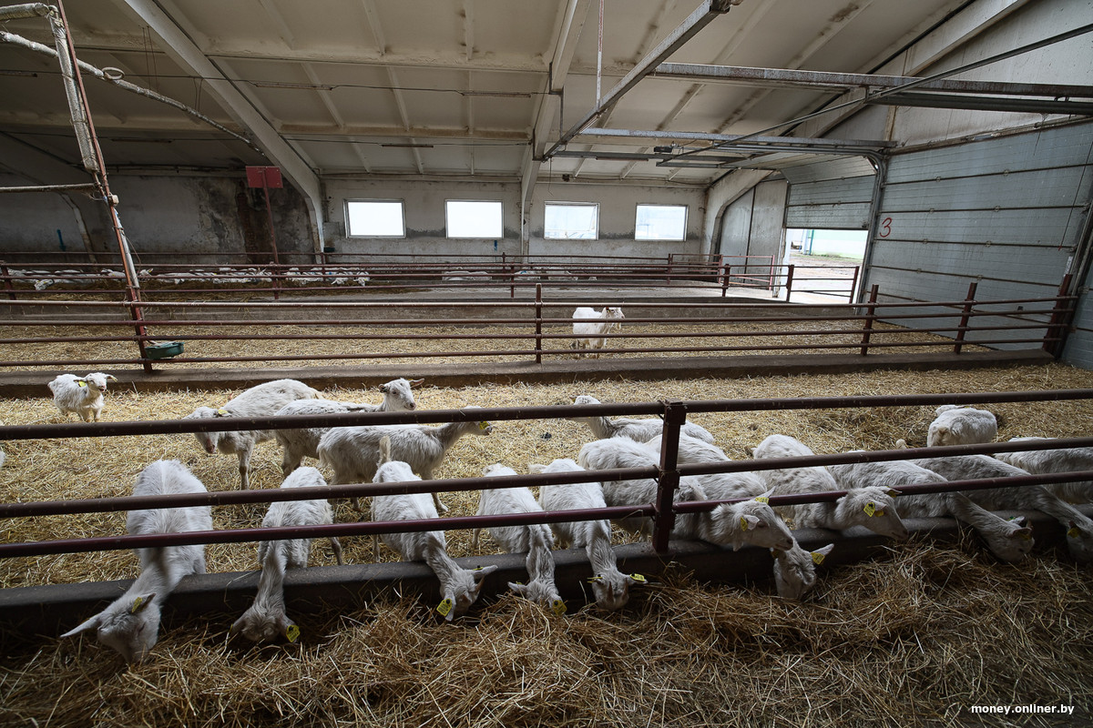 Ð¤Ð¾ÑÐ¾ - OnlÃ­ner