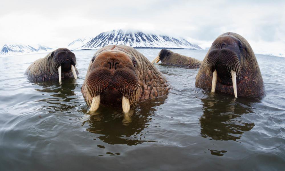 ÐÐ²ÑÐ¾Ñ: naturepl.com / Tony Wu / WWF