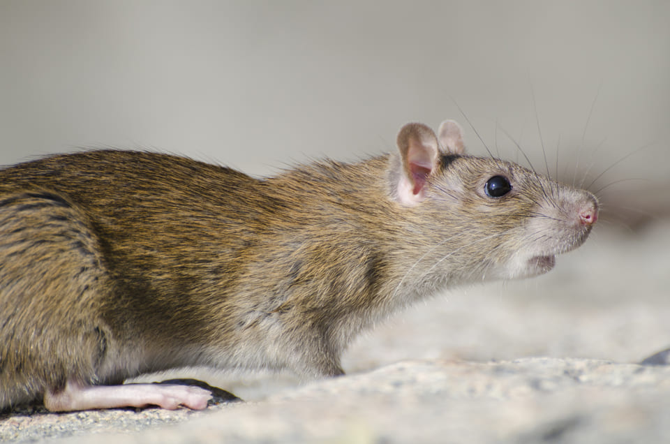 ÐÑÑÐ°Ñ ÐºÑÑÑÐ°  (Rattus norvegicus). Ð¤Ð¾ÑÐ¾: Lifeonwhite