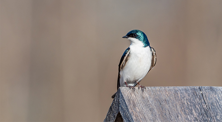ÐÑÐµÐ²ÐµÑÐ½Ð°Ñ Ð°Ð¼ÐµÑÐ¸ÐºÐ°Ð½ÑÐºÐ°Ñ Ð»Ð°ÑÑÐ¾ÑÐºÐ° (Tachycineta bicolor)  Patrice Bouchard / Unsplash