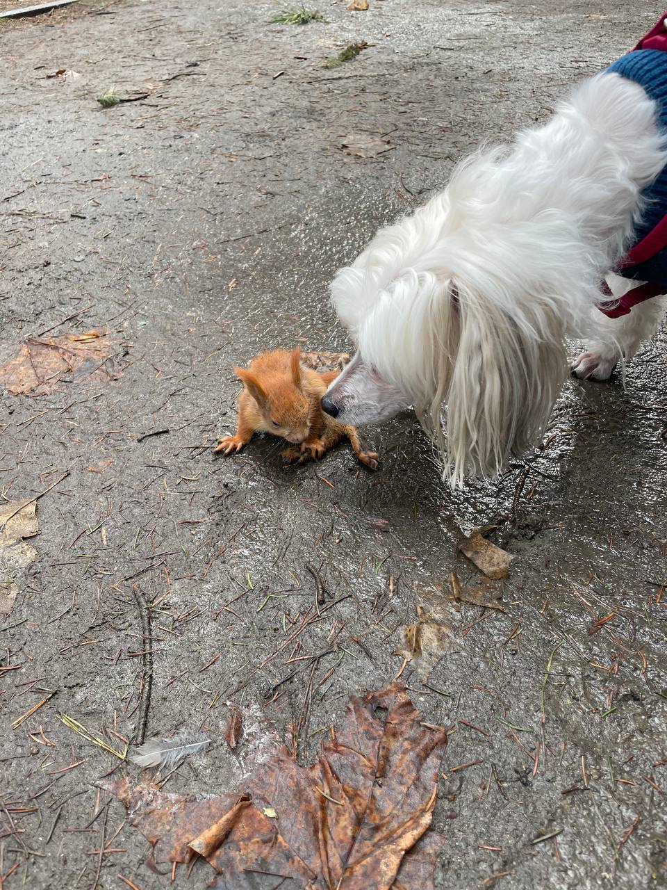 Ð¤Ð¾ÑÐ¾ - Ð¸Ð· Ð°ÑÑÐ¸Ð²Ð° Ð³ÐµÑÐ¾Ð¸Ð½Ð¸