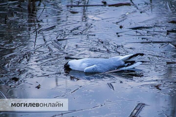 Ð¤Ð¾ÑÐ¾ - ÐÐ¾Ð³Ð¸Ð»ÐµÐ² ÐÐ½Ð»Ð°Ð¹Ð½