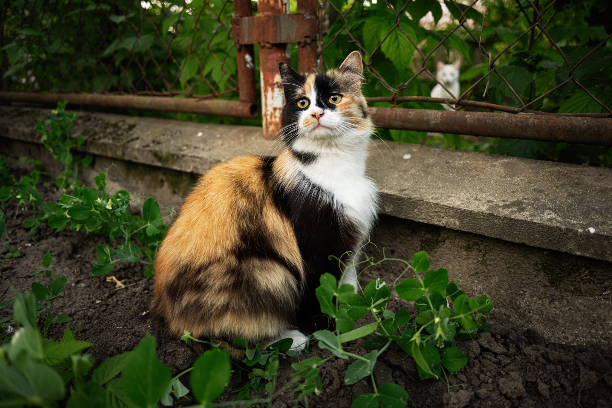 Ð¤Ð¾ÑÐ¾ - Envato