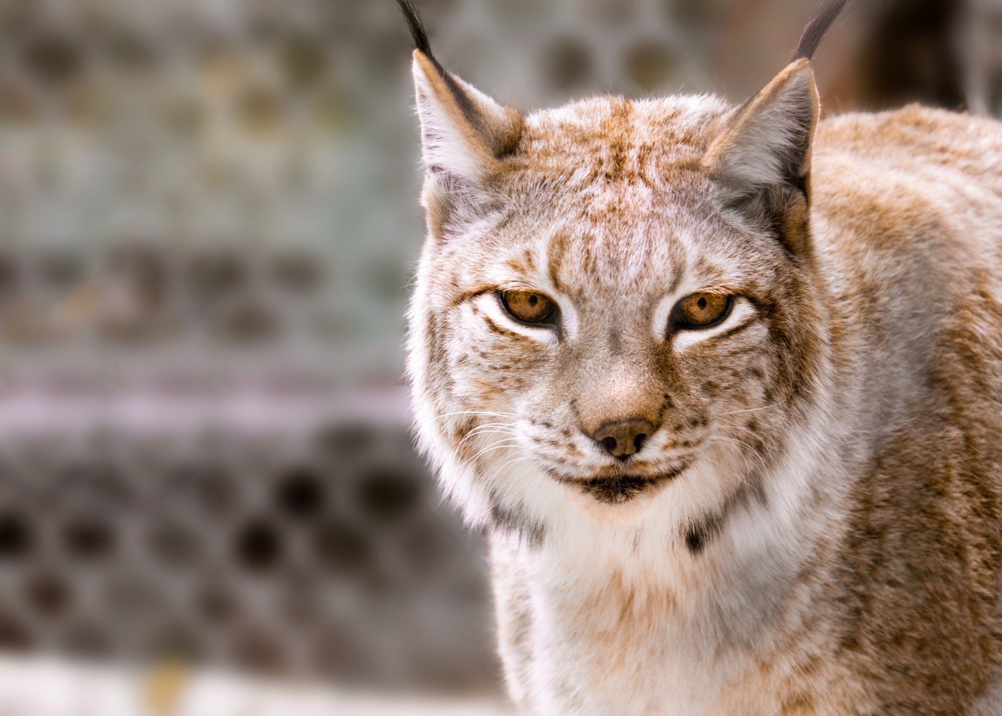 Ð¤Ð¾ÑÐ¾ - Envato