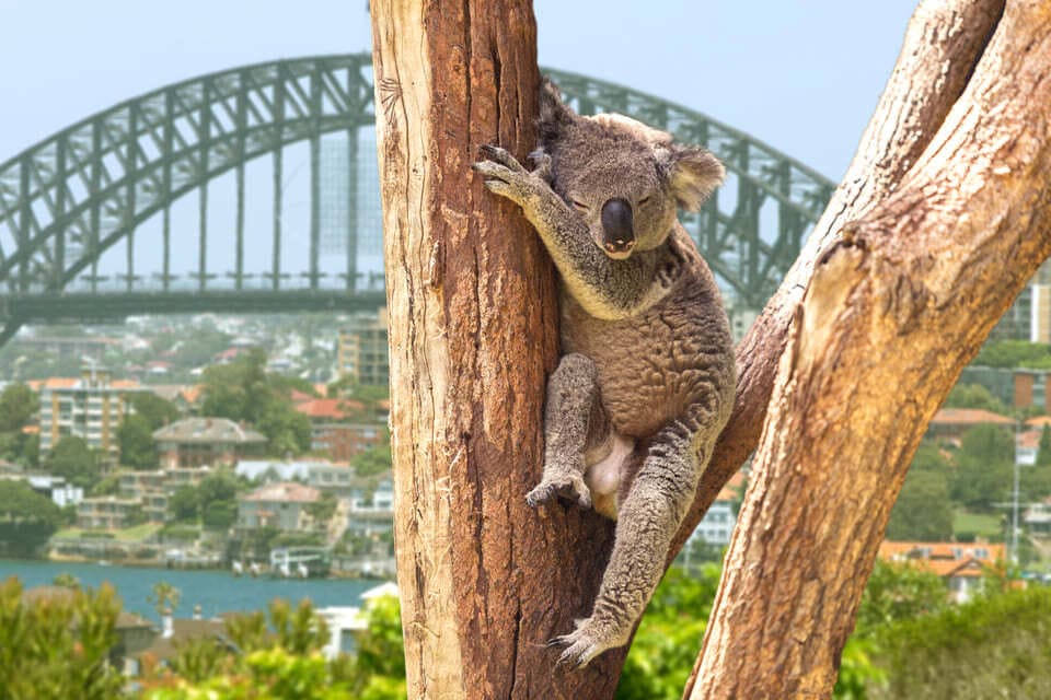 ÐÐ¾Ð°Ð»Ð° Ð² Ð¡Ð¸Ð´Ð½ÐµÐµ, ÐÐ²ÑÑÑÐ°Ð»Ð¸Ñ. Ð¤Ð¾ÑÐ¾: ESBProfessional