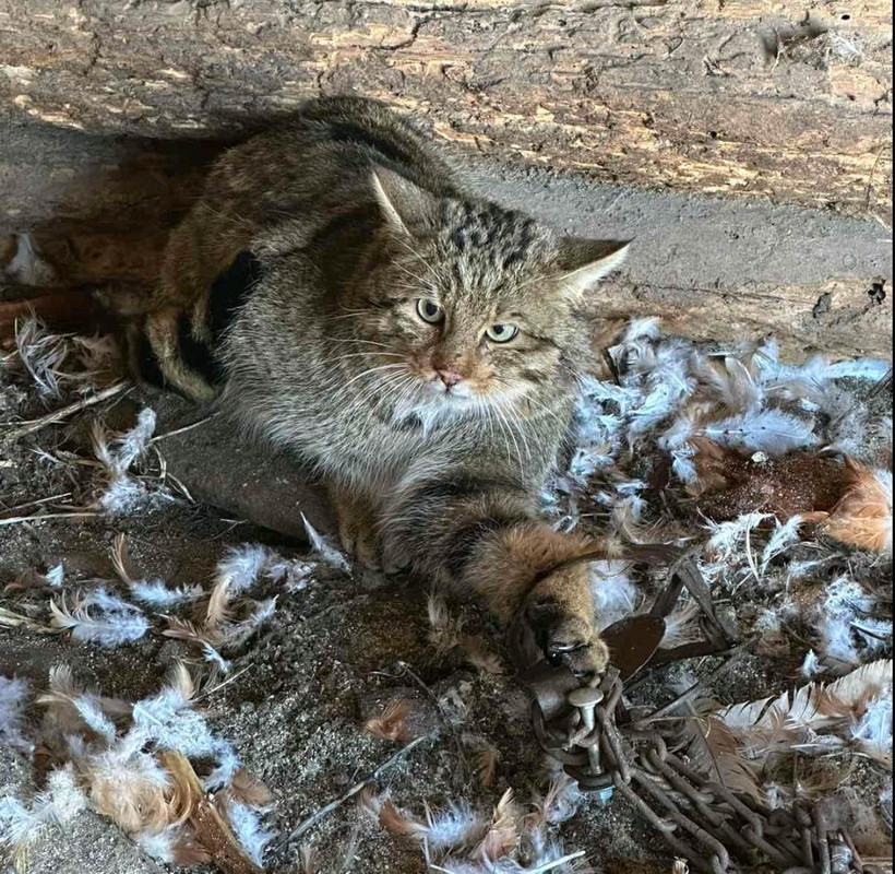 ÐÐ¾Ñ, Ð¿Ð¾Ð¹Ð¼Ð°Ð½Ð½ÑÐ¹ Ð² ÐºÐ°Ð¿ÐºÐ°Ð½ Ð² ÐÐµÐ»ÑÑÐ¸ÑÐºÐ¾Ð¼ ÑÐ°Ð¹Ð¾Ð½Ðµ