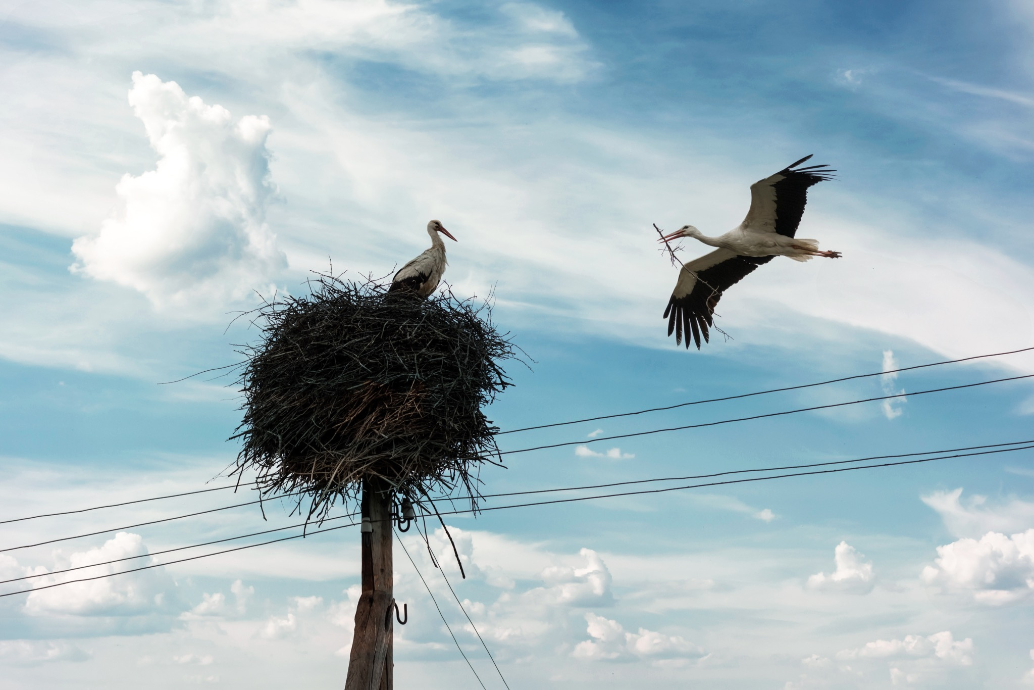 Ð¤Ð¾ÑÐ¾ - Envato