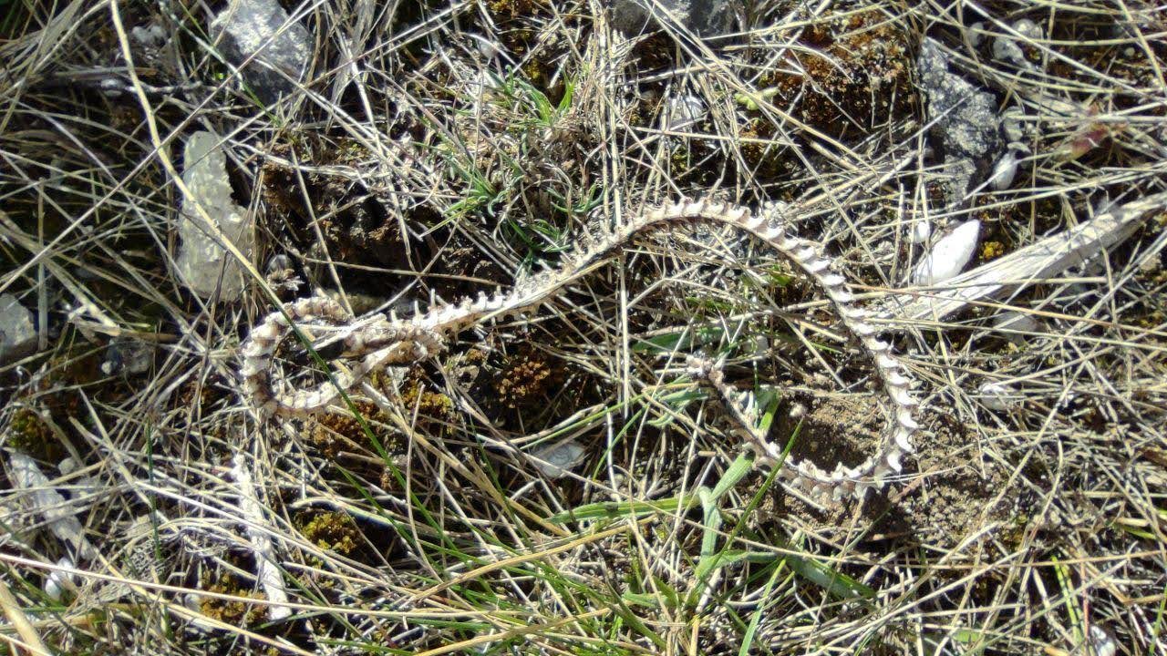 Ð¡ÐºÐµÐ»ÐµÑ Ð¼Ð¾Ð»Ð¾Ð´Ð¾Ð¹ Ð·Ð¼ÐµÐ¸ (ÑÐºÐ¾ÑÐµÐµ Ð²ÑÐµÐ³Ð¾ Ð¿Ð¾Ð»Ð¾Ð·Ð°, ÑÐµÐ¼ÑÐ¸ Colubridae, Ð·Ð°Ð½ÐµÑÐµÐ½Ð½Ð¾Ð³Ð¾ Ð² ÐÑÐ°ÑÐ½ÑÑ ÐºÐ½Ð¸Ð³Ñ Ð£ÐºÑÐ°Ð¸Ð½Ñ), Ð¾Ð±Ð½Ð°ÑÑÐ¶ÐµÐ½ Ð² Ð²Ð¾ÑÐ¾Ð½ÐºÐµ Ð¾Ñ Ð²Ð·ÑÑÐ²Ð° Ð² Ð½Ð°ÑÐ¸Ð¾Ð½Ð°Ð»ÑÐ½Ð¾Ð¼ Ð¿Ð°ÑÐºÐµ âÐÐ°Ð¼ÐµÐ½ÑÐºÐ°Ñ Ð¡ÐµÑÑâ (Ð½ÑÐ½Ðµ Ð´ÐµÐ¾ÐºÐºÑÐ¿Ð¸ÑÐ¾Ð²Ð°Ð½Ð½ÑÐ¹) Ð² Ð¥ÐµÑÑÐ¾Ð½ÑÐºÐ¾Ð¹ Ð¾Ð±Ð»Ð°ÑÑÐ¸. ÐÑÑÐ¾ÑÐ½Ð¸Ðº - Ð. Ð¥Ð¾Ð´Ð¾ÑÐ¾Ð²ÑÐµÐ² Ð¸ Ð. ÐÑÐ·ÐµÐ¼ÐºÐ¾