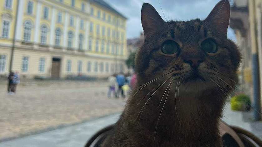 Ð¤Ð¾ÑÐ¾ Ð¸Ð· Instagram ÐºÐ¾ÑÐ°-Ð±Ð»Ð¾Ð³ÐµÑÐ°
