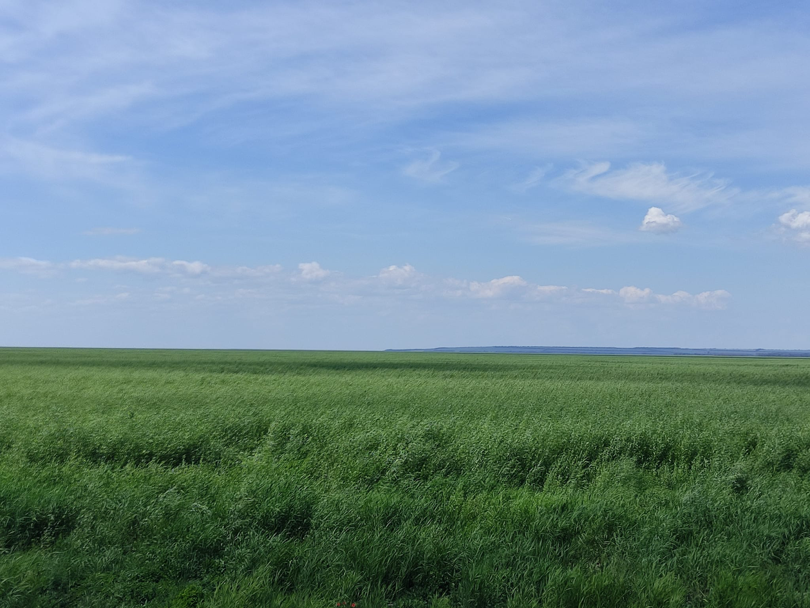 ÐÐ°ÑÐ¾Ð²ÑÐºÐ¾Ðµ Ð²Ð¾Ð´Ð¾ÑÑÐ°Ð½Ð¸Ð»Ð¸ÑÐµ ÑÐµÑÐµÐ· Ð³Ð¾Ð´ Ð¿Ð¾ÑÐ»Ðµ ÐºÐ°ÑÐ°ÑÑÑÐ¾ÑÑ. ÐÐµÐ»ÐµÐ½Ð¾Ðµ Ð¼Ð¾ÑÐµ â Ð¼Ð¾Ð»Ð¾Ð´ÑÐµ Ð²ÐµÑÐ±Ñ, ÑÐ¾Ð·Ð´Ð°ÑÑÐ¸Ðµ ÑÐ½Ð¸ÐºÐ°Ð»ÑÐ½ÑÐ¹ Ð²ÐµÑÐ±Ð¾Ð²ÑÐ¹ Ð»ÐµÑ. Ð¤Ð¾ÑÐ¾: ÐÐ²Ð°Ð½ ÐÐ¾Ð¹ÑÐ¸ÐµÐ½ÐºÐ¾