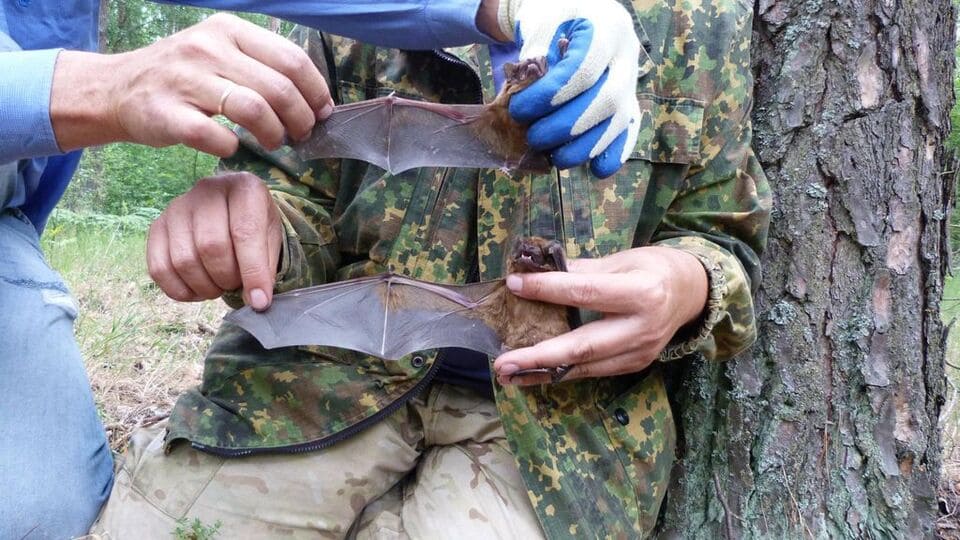 ÐÐ¸Ð³Ð°Ð½ÑÑÐºÐ¸Ðµ Ð²ÐµÑÐµÑÐ½Ð¸ÑÑ, Ð¾Ð±Ð½Ð°ÑÑÐ¶ÐµÐ½Ð½ÑÐµ Ð² ÐÐµÐ»Ð°ÑÑÑÑÐºÐ¾Ð¼ ÐÐ¾Ð»ÐµÑÑÐµ. Ð¤Ð¾ÑÐ¾: ÐÐ°Ð»ÐµÑÐ¸Ð¹ ÐÐ¾Ð¼Ð±ÑÐ¾Ð²ÑÐºÐ¸Ð¹