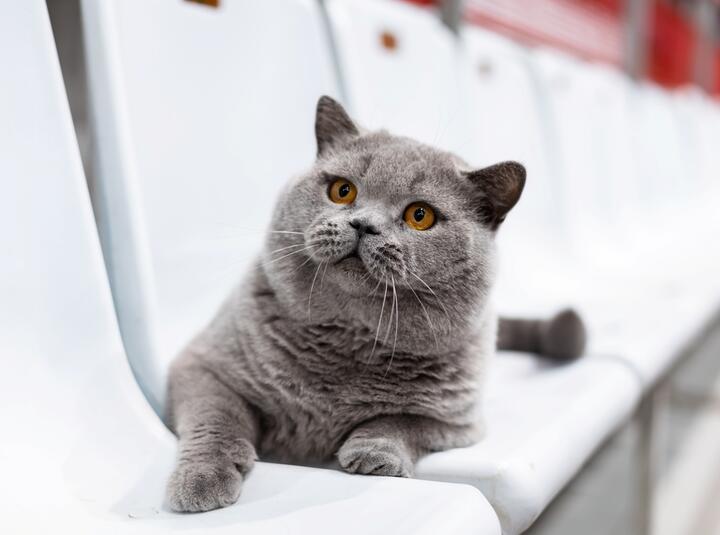 ÐÑÐ¸ÑÐ°Ð½ÑÐºÐ¸Ð¹ ÐºÐ¾ÑÐ¾ÑÐºÐ¾ÑÐµÑÑÑÐ½ÑÐ¹ ÐºÐ¾Ñ Moki TarLen Luxury Ð¸Ð· ÐÐµÐ»Ð°ÑÑÑÐ¸. Ð¤Ð¾ÑÐ¾ - wcf-bestcat.de