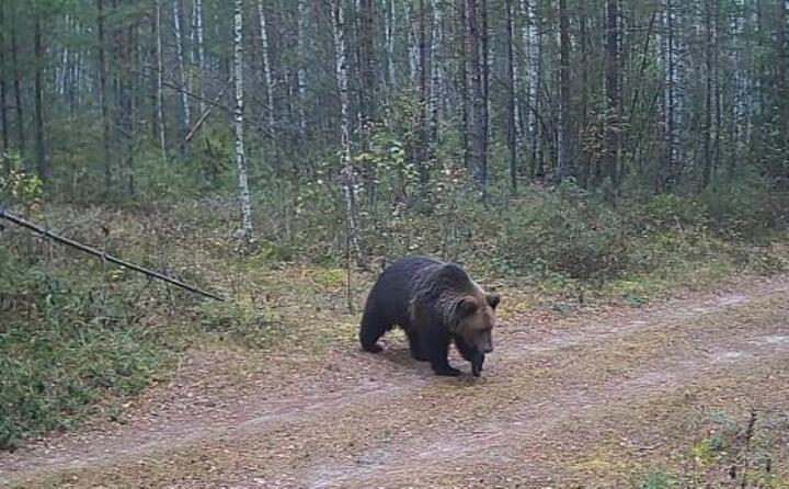 ÐÑÑÑй медведÑ. ФоÑо - ÐоÑиÑовÑкое оÑ
оÑÑ
озÑйÑÑво