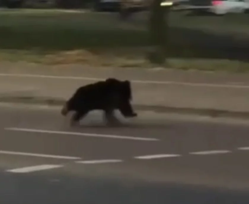 Ð¡ÑÐ¾Ð¿-ÐºÐ°Ð´Ñ Ð· Ð²ÑÐ´ÑÐ°