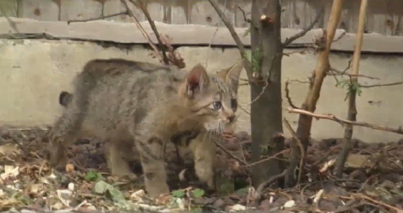 ÐÐ¾ÑÑÐ½Ð¾Ðº Ð´Ð¸ÐºÐ¾Ð³Ð¾ Ð»ÐµÑÐ½Ð¾Ð³Ð¾ ÐºÐ¾ÑÐ°, ÑÐ¾Ð¶Ð´ÑÐ½Ð½ÑÐ¹ Ð² ÐÐ¸ÐµÐ²ÑÐºÐ¾Ð¼ Ð·Ð¾Ð¾Ð¿Ð°ÑÐºÐµ Ð² 2021 Ð³Ð¾Ð´Ñ.  Ð¤Ð¾ÑÐ¾ - kyiv.comments.u