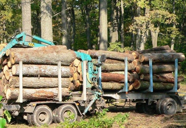 ÐÑÑÑÐ±ÐºÐ° Ð»ÐµÑÐ° Ð² Ð¿Ð¾Ð¹Ð¼ÐµÐ½Ð½Ð¾Ð¹ Ð´ÑÐ±ÑÐ°Ð²Ðµ Ð½Ð°ÑÐ¿Ð°ÑÐºÐ° Â«ÐÑÐ¸Ð¿ÑÑÑÐºÐ¸Ð¹Â»