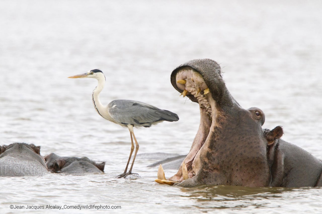 Jean Jacques Alcalay / Comedywildlifephoto.com