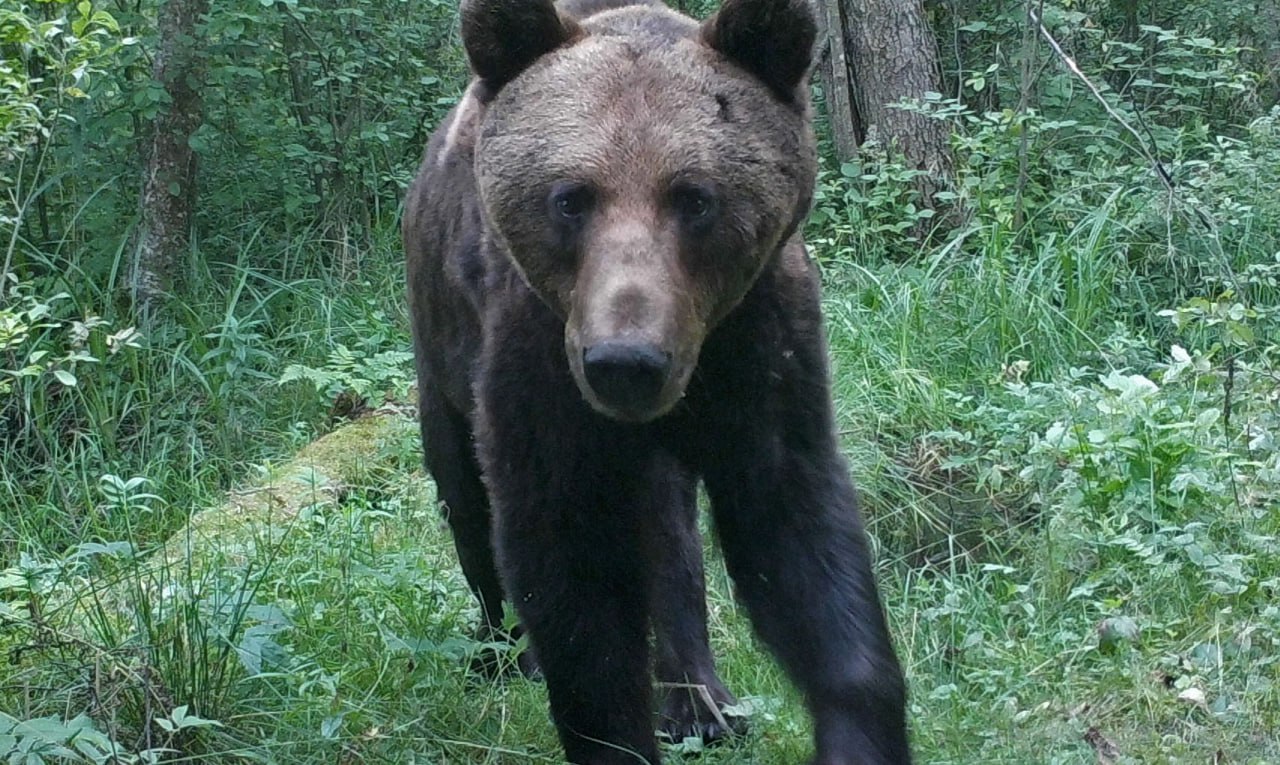 ÐÐµÐ´Ð²ÐµÐ´Ñ Ð² ÐÐ°Ð»Ð¸Ð±Ð¾ÐºÑÐºÐ¾Ð¹ Ð¿ÑÑÐµ