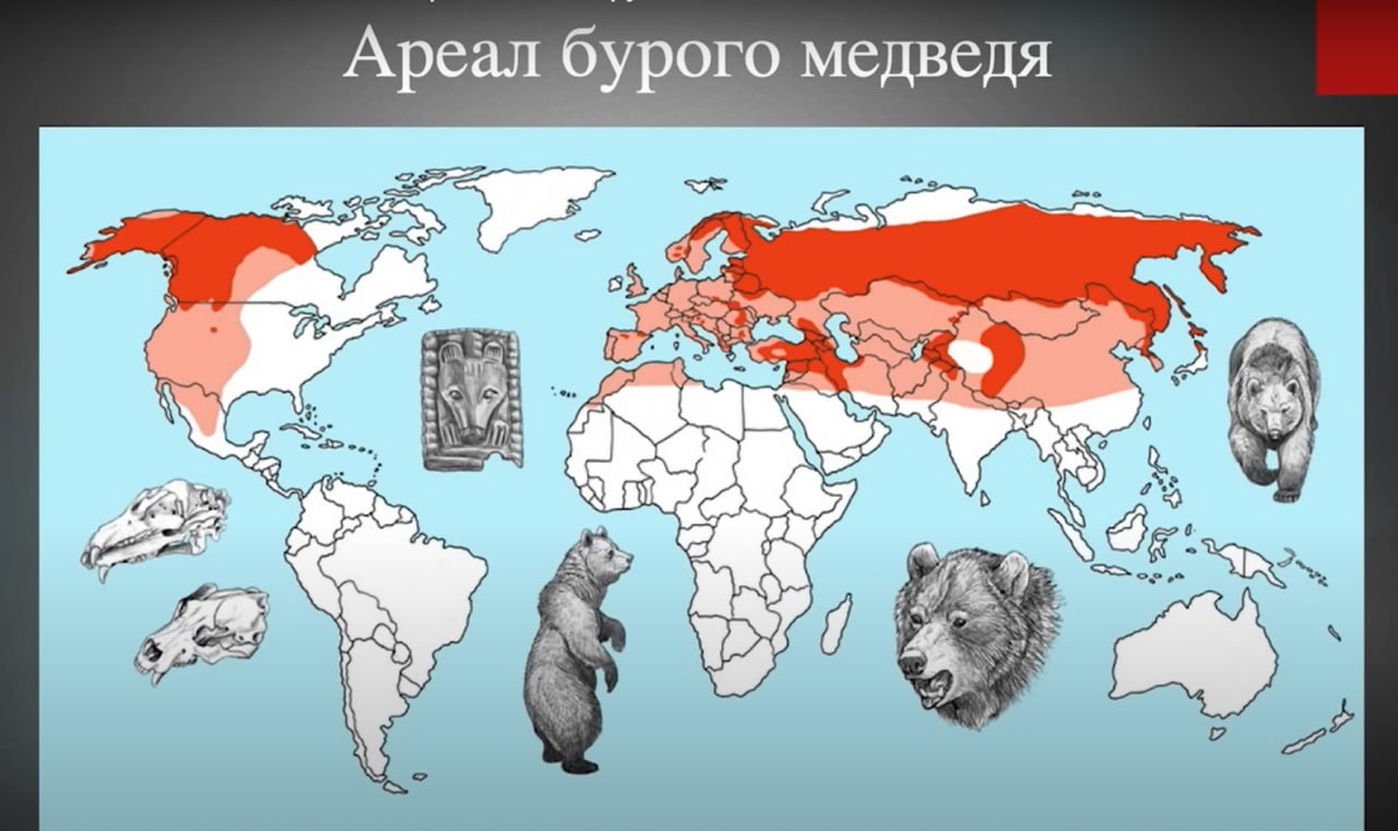 ÐÑÐµÐ°Ð» Ð±ÑÑÐ¾Ð³Ð¾ Ð¼ÐµÐ´Ð²ÐµÐ´Ñ. ÐÐ· Ð²Ð¸Ð´ÐµÐ¾Ð»ÐµÐºÑÐ¸Ð¸ ÐÐ¸ÑÐ°Ð¸Ð»Ð° ÐÑÐµÑÐ¼Ð°ÑÐ°Â 