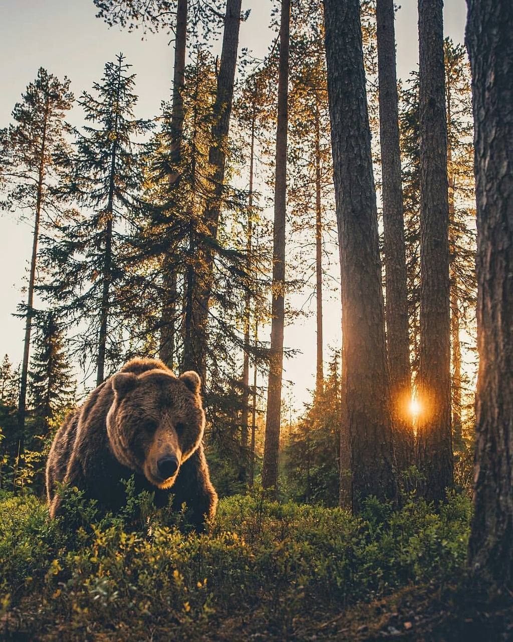 ÐÐ»Ð»ÑÑÑÑÐ°ÑÐ¸Ð²Ð½Ð¾Ðµ Ð¸Ð·Ð¾Ð±ÑÐ°Ð¶ÐµÐ½Ð¸Ðµ