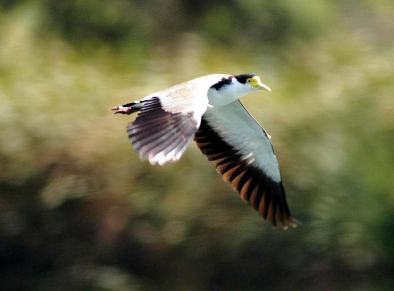 Ð¤Ð¾ÑÐ¾ - Stuart Harris / Canberra ornithologists group