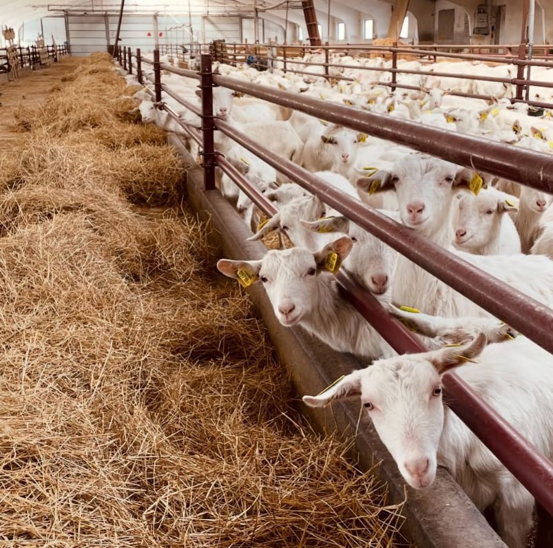 Ð¤Ð¾ÑÐ¾ - "ÐÐÐ"