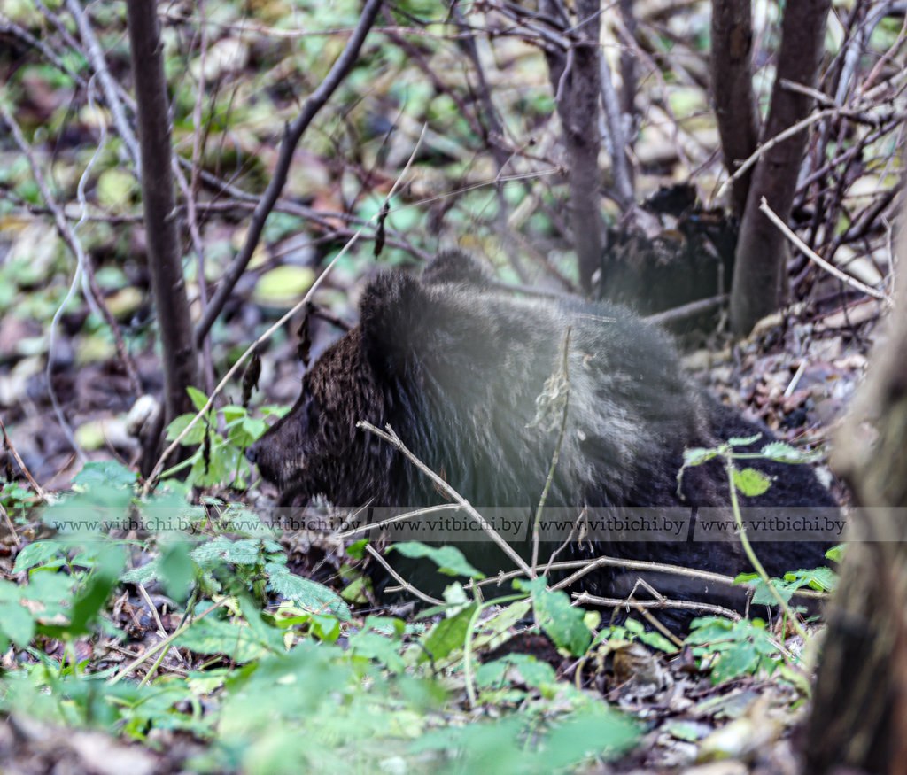 Ð¤Ð¾ÑÐ° - ÐÑÑÐµÑÑÐºÑ Ð»ÑÑÐ³Ð°Ñ