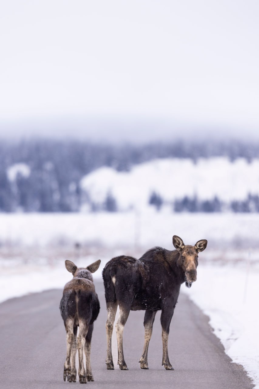 Ð¤Ð¾ÑÐ¾ - Envanto