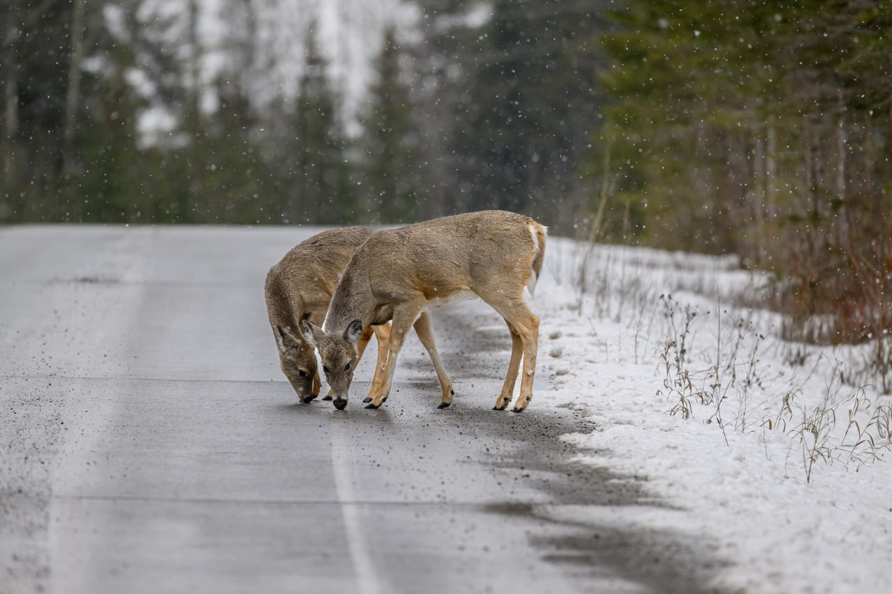 Ð¤Ð¾ÑÐ¾ - Envanto