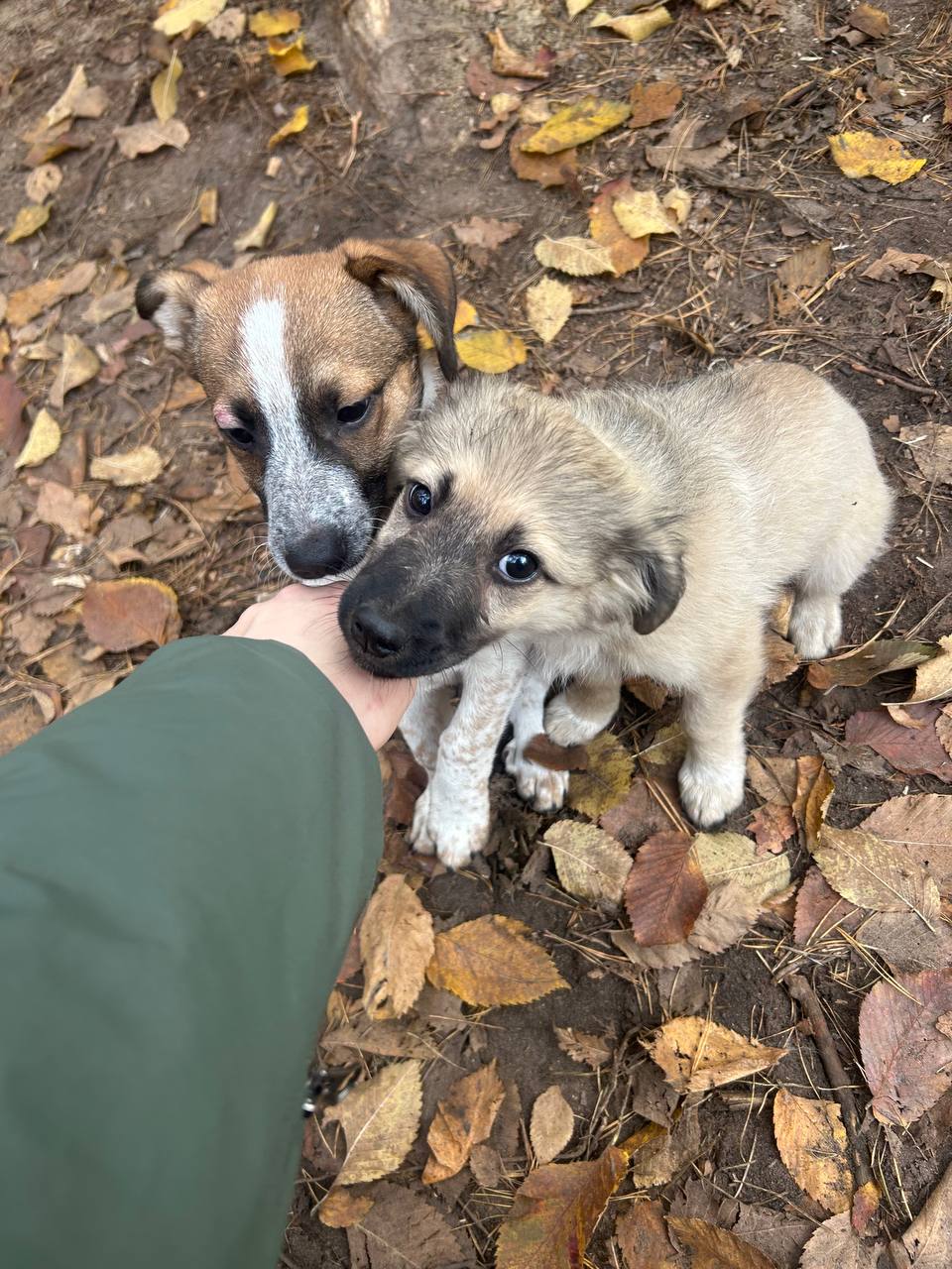 Ð¤Ð¾ÑÐ¾ - Ð²Ð¾Ð»Ð¾Ð½ÑÐµÑÐ¾Ð²