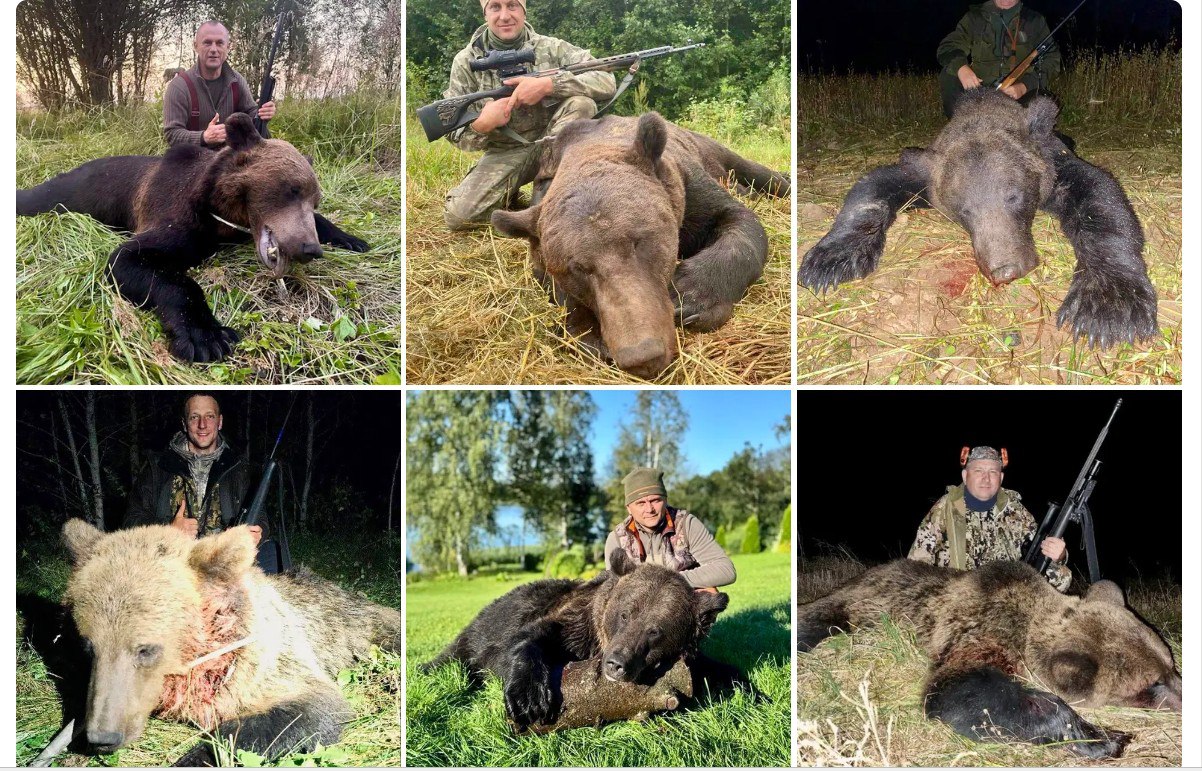 ÐÐµÐ´Ð²ÐµÐ´Ð¸, Ð´Ð¾Ð±ÑÑÑÐµ Ð² ÐÐµÐ»Ð°ÑÑÑÐ¸ Ð² 2025 Ð³Ð¾Ð´Ñ. ÐÑÑÐ¾ÑÐ½Ð¸Ðº: uh.app