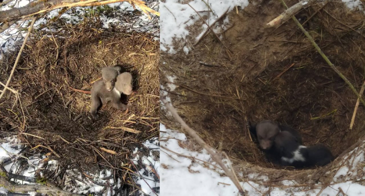 Ð 2025 Ð³Ð¾Ð´Ñ Ð² ÐÐ¸Ð½ÑÐºÐ¾Ð¹ Ð¸ ÐÐ¸ÑÐµÐ±ÑÐºÐ¾Ð¹ Ð¾Ð±Ð»Ð°ÑÑÑÑ Ð·Ð°ÑÐ¸ÐºÑÐ¸ÑÐ¾Ð²Ð°Ð½Ñ ÐºÐ°Ðº Ð¼Ð¸Ð½Ð¸Ð¼ÑÐ¼ Ð´Ð²Ð° ÑÐ»ÑÑÐ°Ñ ÑÐ°Ð·ÑÑÑÐµÐ½Ð¸Ñ Ð»Ð¾Ð³Ð¾Ð² Ð¼ÐµÐ´Ð²ÐµÐ´Ð¸Ñ. Ð¤Ð¾ÑÐ¾ Ð¸Ð· ÑÐ¾Ð¾Ð±ÑÐµÑÑÐ²Ð° Â«ÐÐµÐ´Ð²ÐµÐ´Ñ Ð² ÐÐµÐ»Ð°ÑÑÑÐ¸Â».