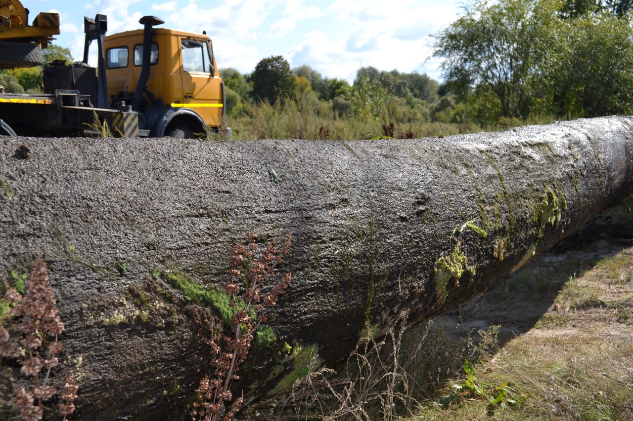 ÐÐ¾ÑÑÐ½ÑÐ¹ Ð´ÑÐ±, Ð¿Ð¾Ð´Ð½ÑÑÑÐ¹ ÑÐ¾ Ð´Ð½Ð° ÑÐµÐºÐ¸ Ð² ÐÐ¾Ð»ÐµÑÑÐµ. Ð¤Ð¾ÑÐ¾ - bogoak.biz