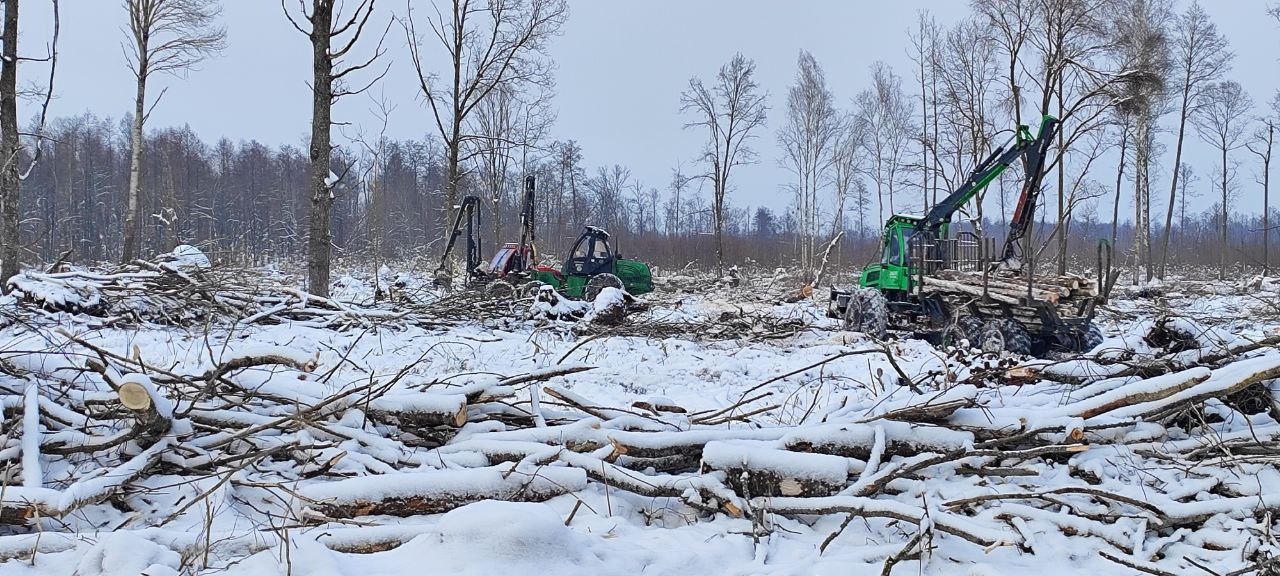 ÐÐ°Ð²Ð°Ð»Ñ Ð²Ð½ÐµÐ¿Ð»Ð°Ð½Ð¾Ð²Ð¾Ð¹ Ð´ÑÐµÐ²ÐµÑÐ¸Ð½Ñ. ÐÐ¾Ð¼ÐµÐ»ÑÑÐºÐ°Ñ Ð¾Ð±Ð»Ð°ÑÑÑ, Ð¡Ð²ÐµÑÐ»Ð¾Ð³Ð¾ÑÑÐºÐ¸Ð¹ Ð»ÐµÑÑÐ¾Ð·. Ð¤Ð¾ÑÐ¾ - https://t.me/minleshoz/22853