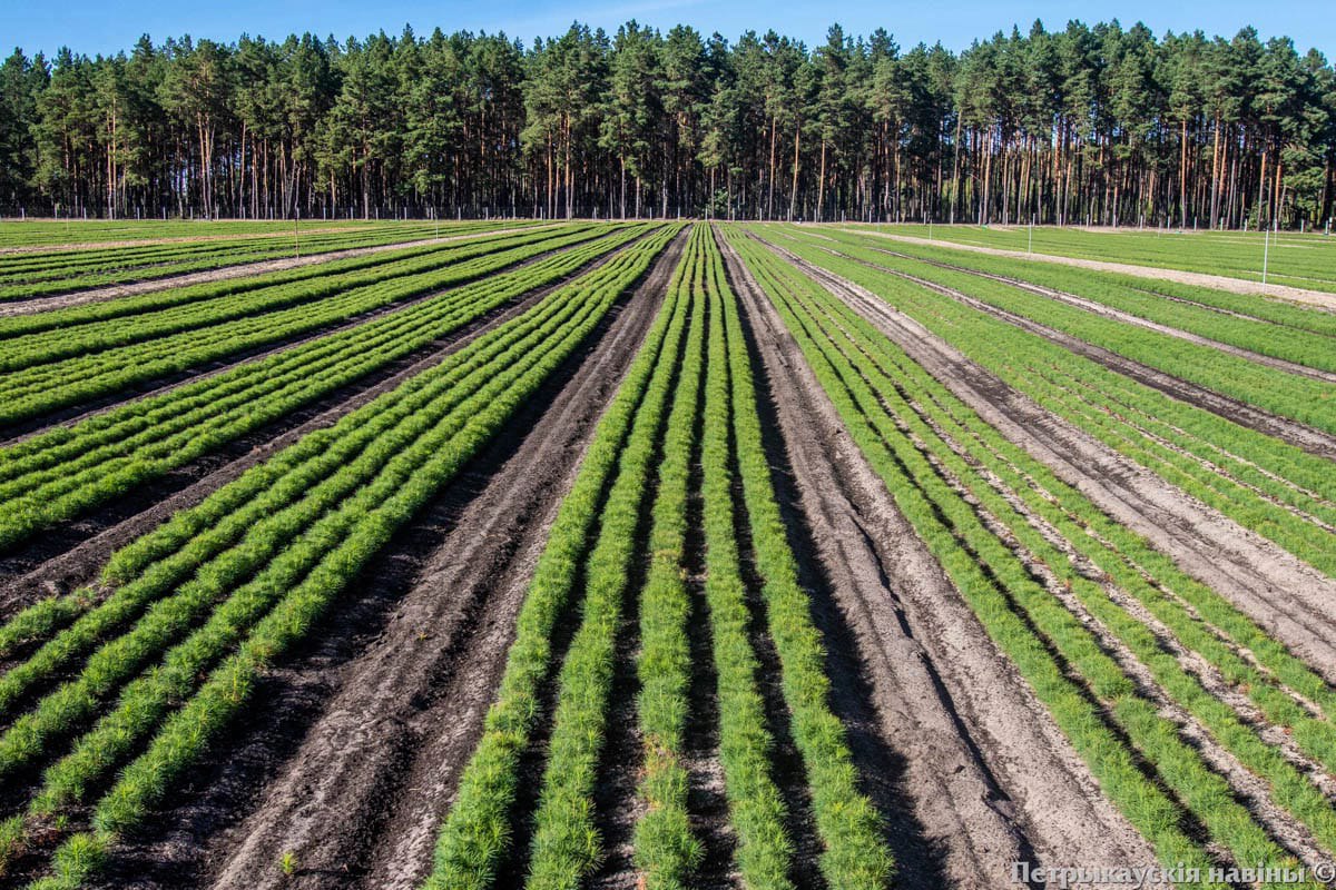 ÐÐ¸ÑÐ¾Ð¼Ð½Ð¸Ðº ÑÐ²Ð¾Ð¹Ð½ÑÑ ÐºÑÐ»ÑÑÑÑ Ð² ÐÐµÑÑÐ¸ÐºÐ¾Ð²ÑÐºÐ¾Ð¼ Ð»ÐµÑÑÐ¾Ð·Ðµ