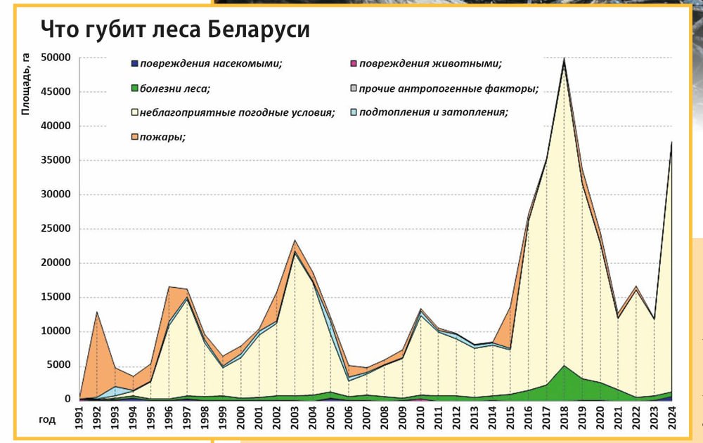 ÐÑÑÐ¾ÑÐ½Ð¸Ðº - ÐÐ¸Ð½ÑÐºÐ¸Ð¹ ÐÐ£Ð Ð¬ÐÐ  , 15 Ð°Ð²Ð³ÑÑÑÐ° 2025 â 61 (4046)