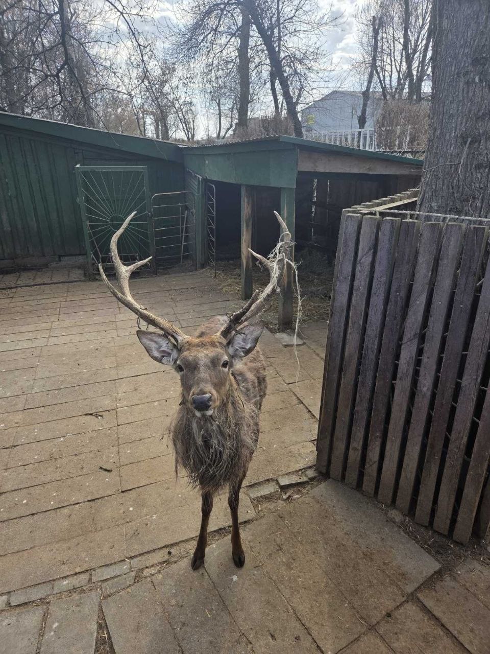 Ð¾Ð´Ð¸Ð½ Ð¸Ð· Ð¾Ð»ÐµÐ½ÐµÐ¹ Ð½Ð°ÑÐ¾Ð´ÑÑÑÑ Ð² Ð¿Ð»Ð¾ÑÐ¾Ð¼ ÑÐ¾ÑÑÐ¾ÑÐ½Ð¸Ð¸