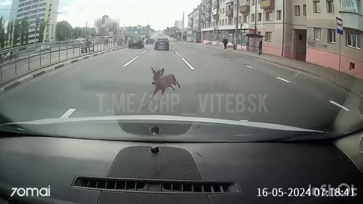 Ð¡ÐºÑÐ¸Ð½ÑÐ¾Ñ Ð²Ð¸Ð´ÐµÐ¾ t.me/vitebsk_gai