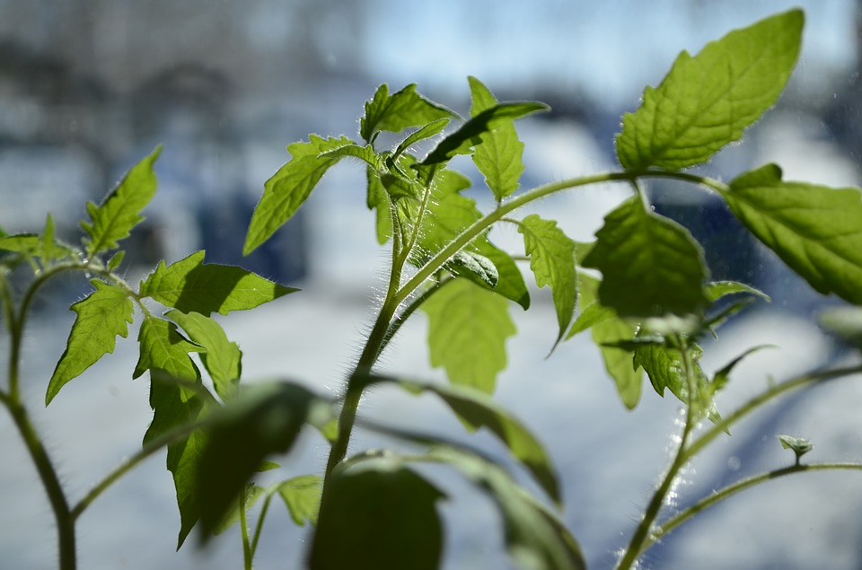 Ð¤Ð¾ÑÐ¾ - Pixabay.com