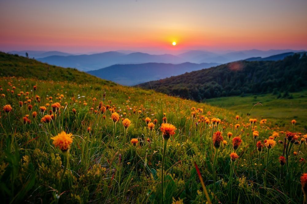 Ð¤Ð¾ÑÐ¾ - shutterstock