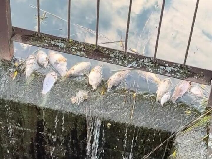 ÐÐ¾Ð³Ð¸Ð±ÑÐ°Ñ ÑÑÐ±Ð° Ð² Ð¾Ð·ÐµÑÐµ Ñ Ð´ÐµÑÐµÐ²Ð½Ð¸ Ð¢Ð°ÑÐ°ÑÐ¾Ð²Ð¾ Ð¿Ð¾Ð´ ÐÐ¸Ð½ÑÐºÐ¾Ð¼, Ð¸ÑÐ»Ñ 2025 Ð³Ð¾Ð´Ð°. Ð¡ÐºÑÐ¸Ð½ÑÐ¾Ñ: tiktok.com/@vadim_1502