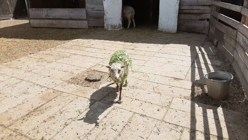 ÐÐ±Ð¸ÑÐ°ÑÐµÐ»Ñ Â«Ð£Ð³Ð¾Ð»ÐºÐ° Ð¶Ð¸Ð²Ð¾Ð¹ Ð¿ÑÐ¸ÑÐ¾Ð´ÑÂ» Ð² Ð±ÑÐµÑÑÑÐºÐ¾Ð¼ Ð¿Ð°ÑÐºÐµ ÐºÑÐ»ÑÑÑÑÑ Ð¸ Ð¾ÑÐ´ÑÑÐ°. Ð¤Ð¾ÑÐ¾: ÑÐµÐ»ÐµÐ³ÑÐ°Ð¼-ÐºÐ°Ð½Ð°Ð» ÐÐ»ÐµÐºÑÐ°Ð½Ð´ÑÐ° Ð Ð¾Ð³Ð°ÑÑÐºÐ° 