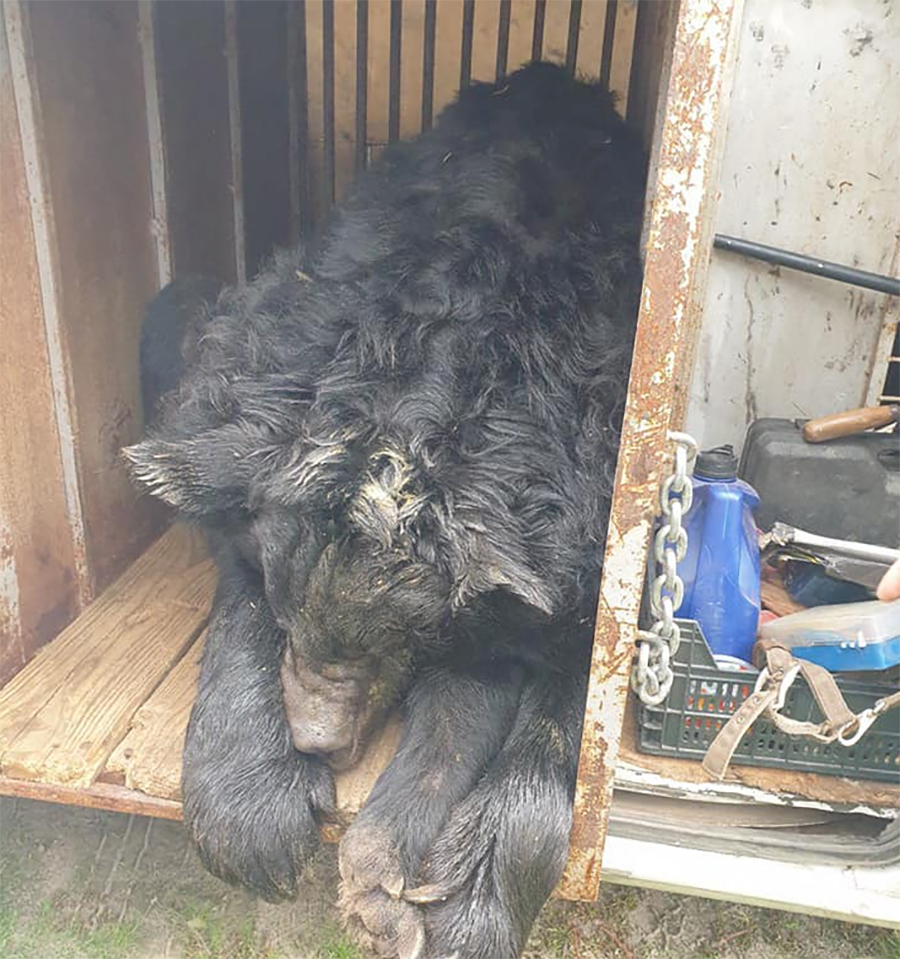 Ð¤Ð¾ÑÐ¾ - UAnimals