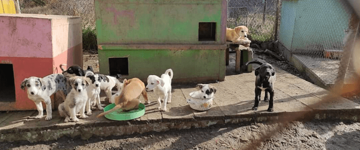 Ð¤Ð¾ÑÐ¾ - Dogs Ambulance Ar Idardo