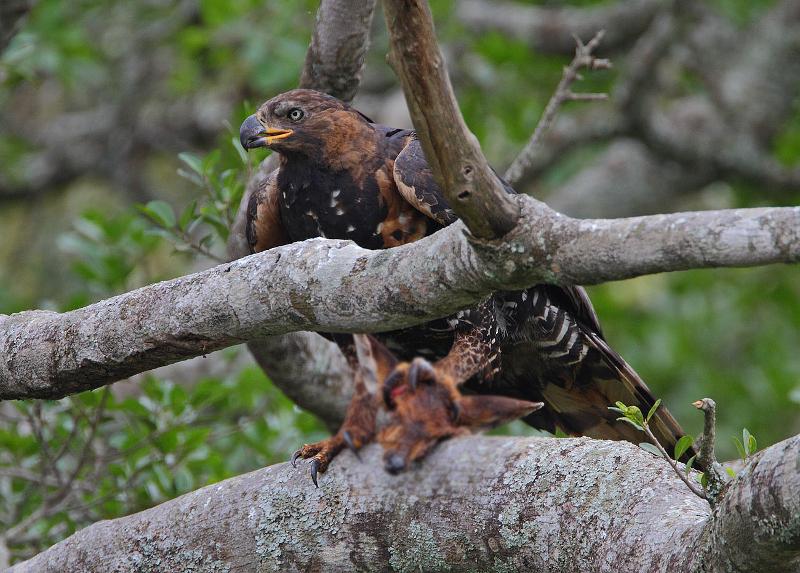  flickr/Rainbirder