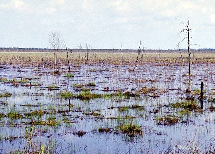 ÐÐ»ÑÐ¼Ð°Ð½ÑÐºÐ¸Ðµ Ð±Ð¾Ð»Ð¾ÑÐ°. Ð¤Ð¾ÑÐ¾ ÐÐ¸ÐºÐ¾Ð»Ð°Ð¹ Ð§ÐµÑÐºÐ°Ñ